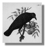 A Crow Speaks